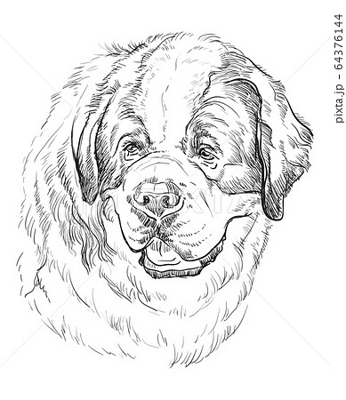 St. Bernard vector hand drawing portrait 64376144