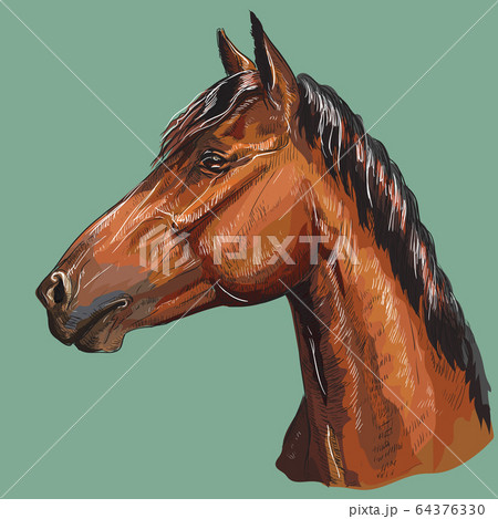 Colorful hand drawing Horse portrait-6 Colorful hand drawing Horse portrait-6 64376330