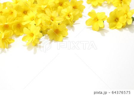 白バックのオウバイモドキ 64376575