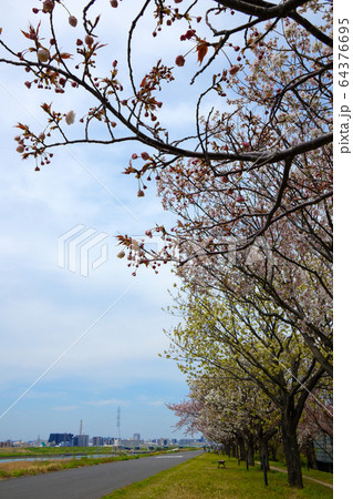 荒川堤の五色桜 64376695