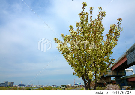 荒川堤の五色桜・ウコン 64376702