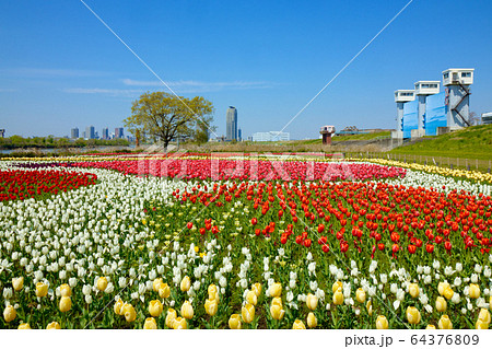 都市農業公園の河川敷に咲くカラフルなチューリップ畑と青空　水門 64376809