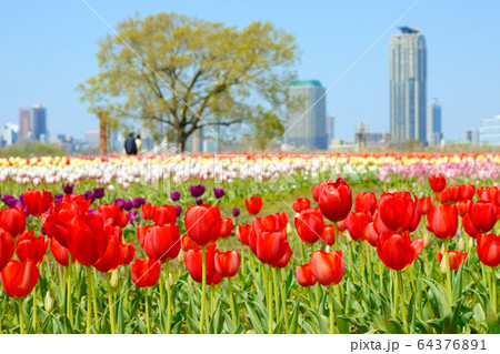 都市農業公園の河川敷に咲くカラフルなチューリップ畑と青空　川口元郷 64376891