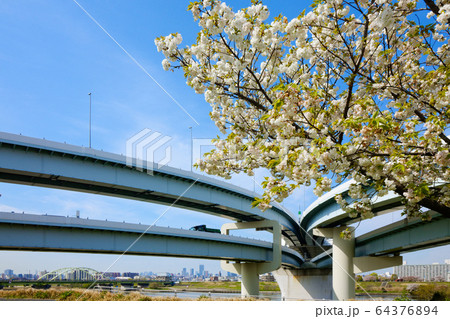 荒川の川原より五色桜大橋を望む 荒川の川原より五色桜大橋を望む 64376894