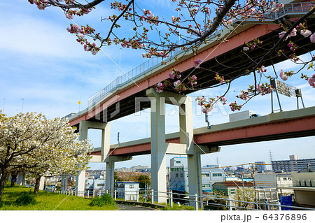 荒川堤の五色桜と高速道路 64376896