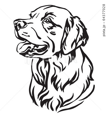 Decorative portrait of Dog Golden Retriever vector Decorative portrait of Dog Golden Retriever vector 64377028