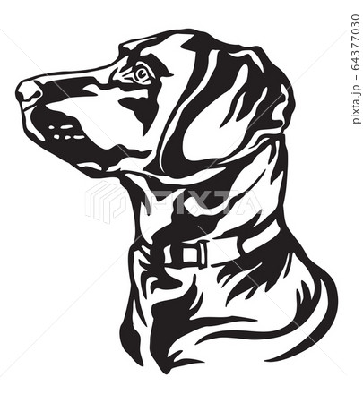Decorative portrait of Dog Labrador Retriever Decorative portrait of Dog Labrador Retriever 64377030
