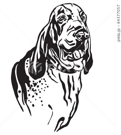 Decorative portrait of Dog Bracco Italiano vector 64377057