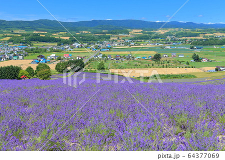 【北海道】晴天下の日の出公園ラベンダー園 【北海道】晴天下の日の出公園ラベンダー園 64377069