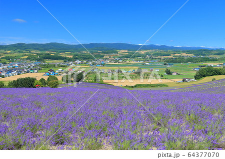 【北海道】晴天下の日の出公園ラベンダー園 【北海道】晴天下の日の出公園ラベンダー園 64377070