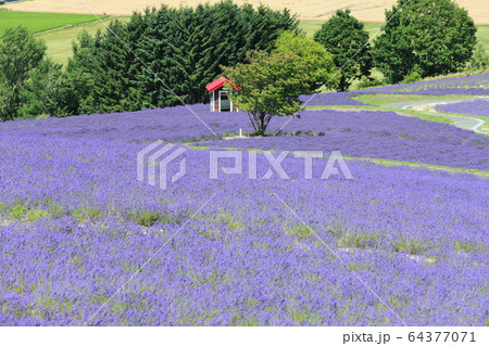 北海道 晴天下の日の出公園ラベンダー園の写真素材