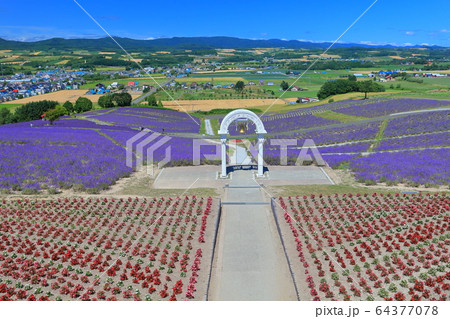 北海道 晴天下の日の出公園ラベンダー園の写真素材