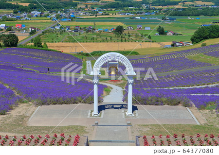 【北海道】晴天下の日の出公園ラベンダー園 【北海道】晴天下の日の出公園ラベンダー園 64377080