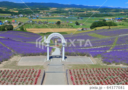 北海道 晴天下の日の出公園ラベンダー園の写真素材