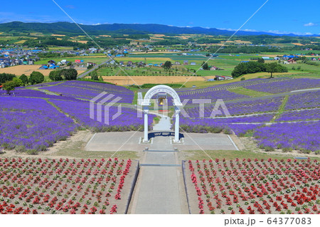 北海道 晴天下の日の出公園ラベンダー園の写真素材