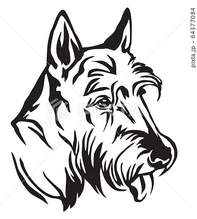 Decorative portrait of Dog Scottish Terrier vector Decorative portrait of Dog Scottish Terrier vector 64377084