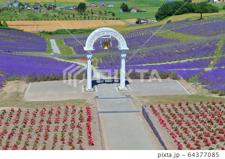 【北海道】晴天下の日の出公園ラベンダー園 【北海道】晴天下の日の出公園ラベンダー園 64377085