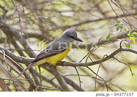 Couch's Kingbird, Tyrannus couchii, , perched on 64377157