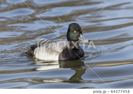 male Lesser scaup duck 64377458