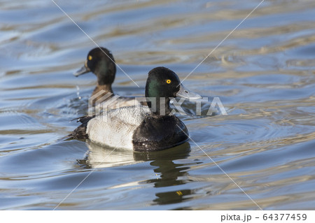 male Lesser scaup duck 64377459