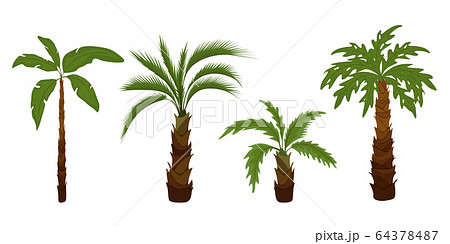 Palm trees flat Palm trees flat 64378487