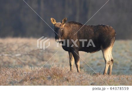 Elk / Moose (Alces alces) close up 64378559