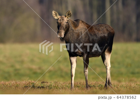 Elk / Moose (Alces alces) close up 64378562