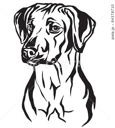 Decorative portrait of Rhodesian Ridgeback Dog 64378710