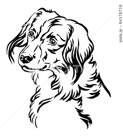 Decorative portrait of Nederlandse Kooikerhondje Decorative portrait of Nederlandse Kooikerhondje 64378719
