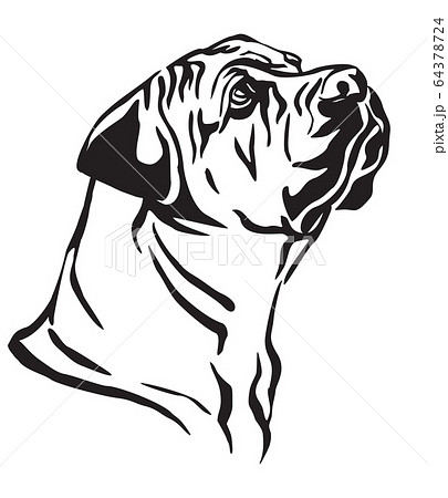 Decorative portrait of Boerboel Dog vector 64378724