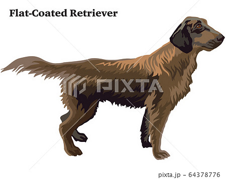 Colored decorative standing portrait of 64378776