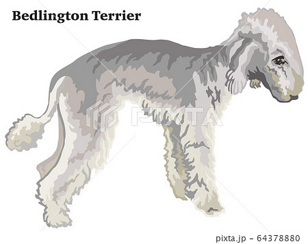 Colored decorative standing portrait of Bedlington 64378880