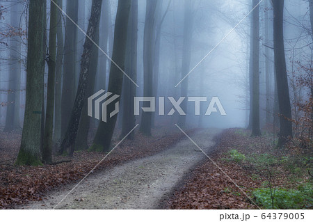 Foggy morning in beech forest Foggy morning in beech forest 64379005