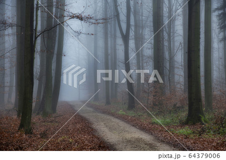 Foggy morning in beech forest Foggy morning in beech forest 64379006