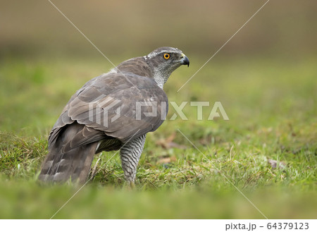 Northern goshwak (Accipiter gentilis) close up 64379123