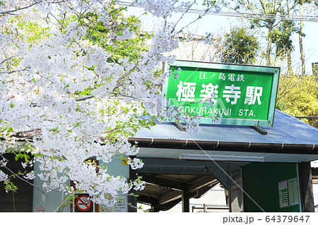 神奈川県鎌倉市　江ノ島電鉄線　極楽寺駅の桜 64379647
