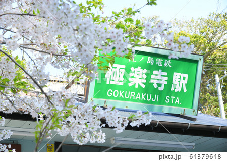 神奈川県鎌倉市 江ノ島電鉄線 極楽寺駅の桜 神奈川県鎌倉市 江ノ島電鉄線 極楽寺駅の桜 64379648