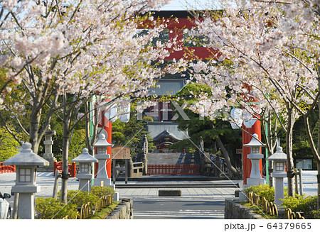 神奈川県鎌倉市 段葛の桜 鶴岡八幡宮 神奈川県鎌倉市 段葛の桜 鶴岡八幡宮 64379665