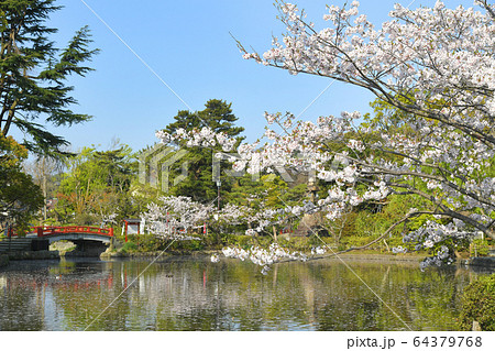 神奈川県鎌倉市 鶴岡八幡宮 源平池の桜 神奈川県鎌倉市 鶴岡八幡宮 源平池の桜 64379768