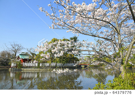 神奈川県鎌倉市 鶴岡八幡宮 源平池の桜 神奈川県鎌倉市 鶴岡八幡宮 源平池の桜 64379776