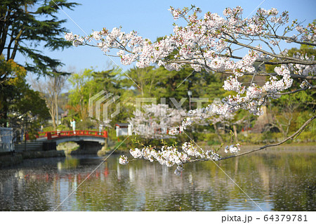神奈川県鎌倉市 鶴岡八幡宮 源平池の桜  神奈川県鎌倉市 鶴岡八幡宮 源平池の桜  64379781