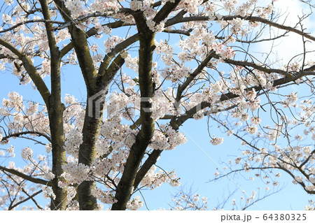さくら 64380325