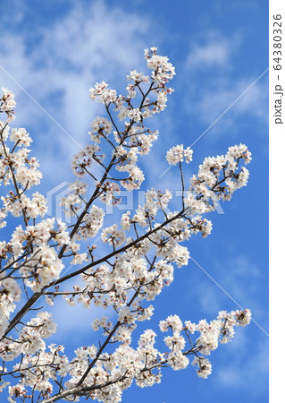 さくら さくら 64380326