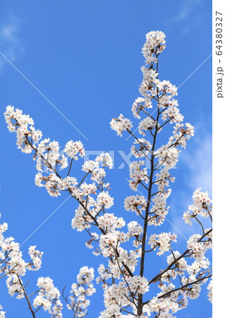 さくら 64380327