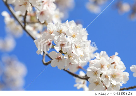 さくら 64380328