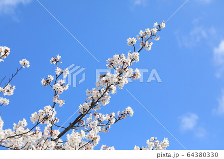さくら 64380330