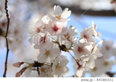 さくら 64380331
