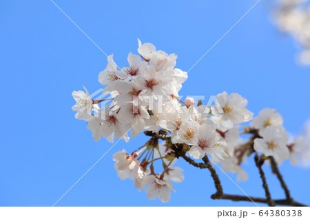 さくら 64380338