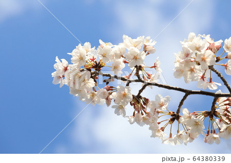 さくら さくら 64380339