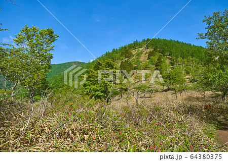 山梨の甘利山と奥甘利山の中間点にある分岐道標(甘利山,千頭星山,大笹池)付近の風景 64380375
